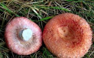 Розовые и белые волнушки: внешний вид и способы приготовления грибов Когда растут волнушки в какое время года