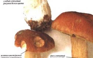 Белый гриб (Boletus edulis) Какой толщины должен быть белый гриб