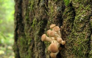 Опята: места произрастания грибов, виды, двойники и способы выращивания