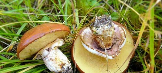 Описание съедобных видов грибов маслят, их двойники, фото Маслята с красной шляпкой