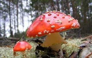 К чему снится собирать грибы — значение вида грибов и места сбора